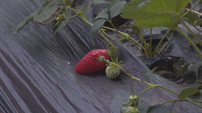 科技引領(lǐng)新生活，重慶雙福蔬菜價(jià)格行情實(shí)時(shí)掌握，蔬菜市場動態(tài)盡在眼前