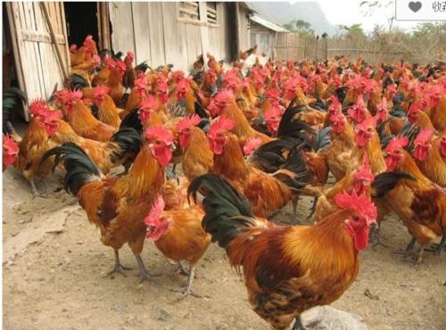 今年雞的行情，見證溫馨故事與市場(chǎng)價(jià)格波動(dòng)