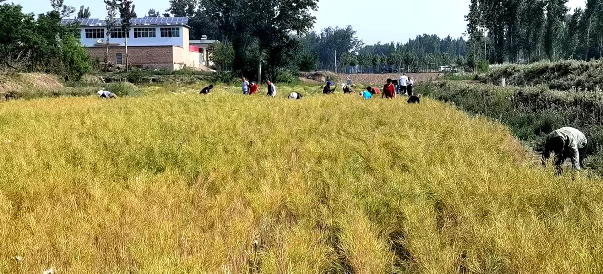 河北高碑店，城市蛻變與勵志之火燃燒不息