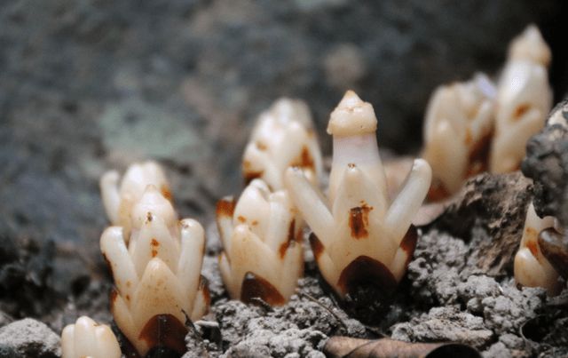 獨(dú)活價(jià)格背后的溫情故事揭秘