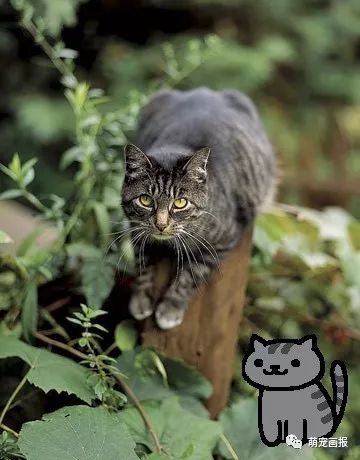 貓咪后院新秀精選，貓界新星成長記的勵(lì)志之旅