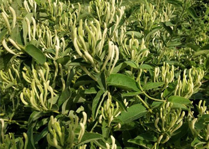 今日金銀花價格行情概覽