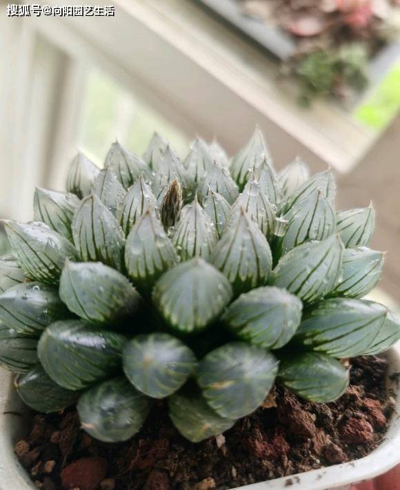 玉露價(jià)格全面指南