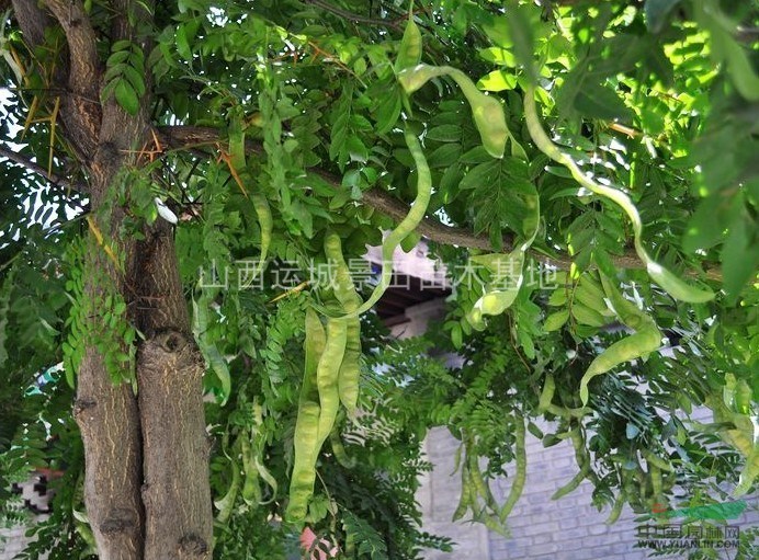 皂角樹價(jià)格,皂角樹價(jià)格——科技與自然融合的智慧之選