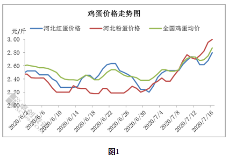 最新淘汰雞價格動態(tài)更新