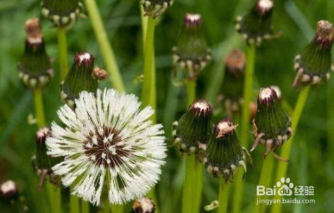 蒲公英比賽的夢想與飛翔盛宴??