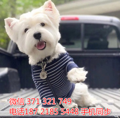 西高地犬價(jià)格深度解析與科普指南