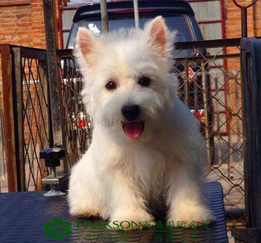 西高地犬價(jià)格深度解析與科普指南