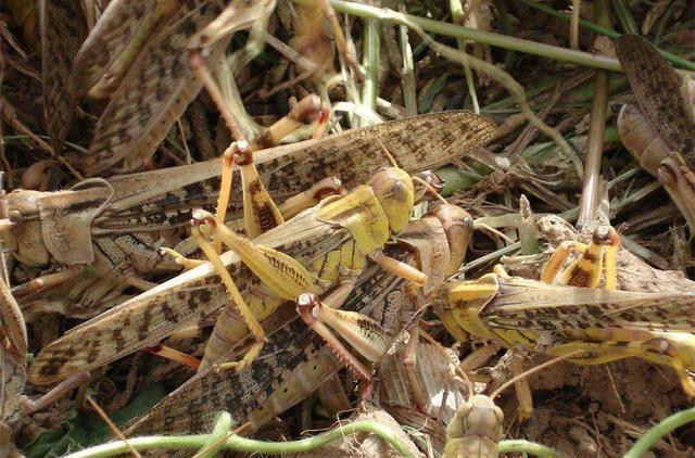 蝗蟲最新動態(tài)與小巷中的美食探索