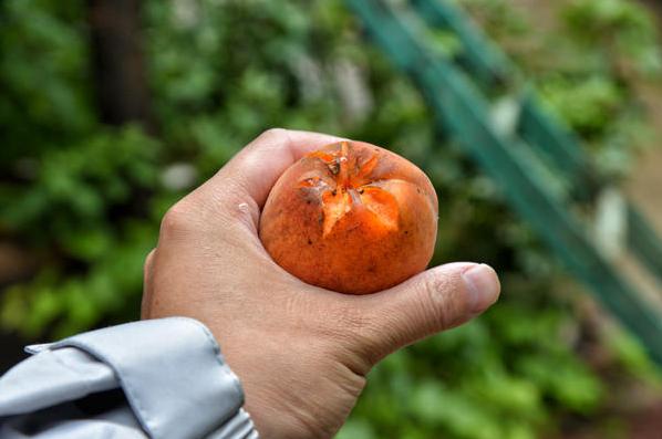 洛陽(yáng)孫旗屯最新動(dòng)態(tài)更新速遞