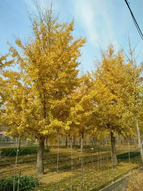 銀杏樹苗最新價格匯總表