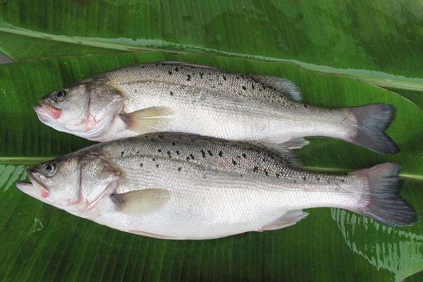 鱸魚最新價格及購買指南與技能學習全攻略