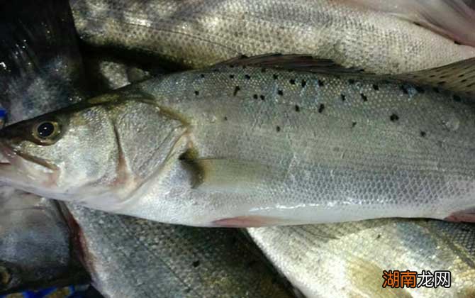 鱸魚最新價格及購買指南與技能學習全攻略