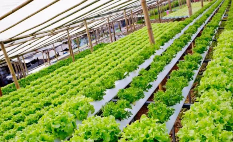 最新農(nóng)業(yè)項(xiàng)目引領(lǐng)重塑農(nóng)業(yè)未來(lái)