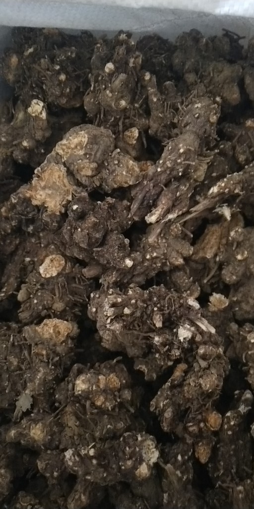 蒼術(shù)現(xiàn)在最新價格,蒼術(shù)最新價格探析