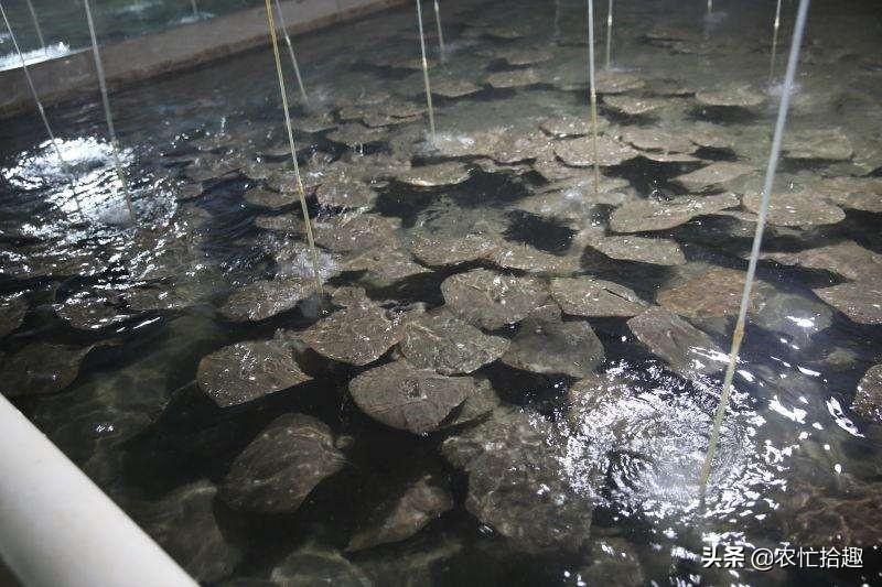 四氫呋喃今日最新價格及市場走勢深度解析