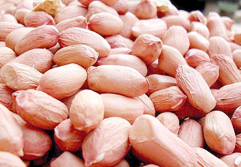 河南今日花生米最新價(jià)格探討與分析