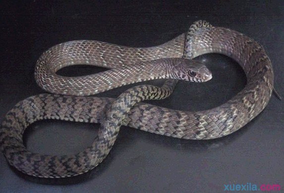 養(yǎng)殖水律蛇最新方法與技巧