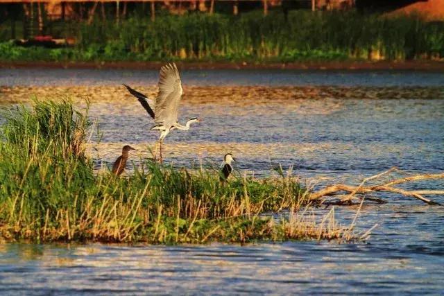 龍江春天的最新進展及其深度觀點分析