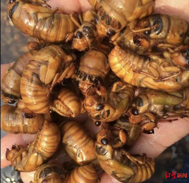 金蟬最新規(guī)定及其觀點(diǎn)論述解析