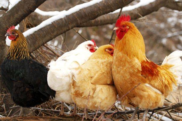 老雞友引領(lǐng)高科技重塑生活體驗(yàn)的時(shí)代風(fēng)潮