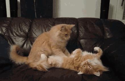 貓咪最新污與美景的親密旅行體驗(yàn)