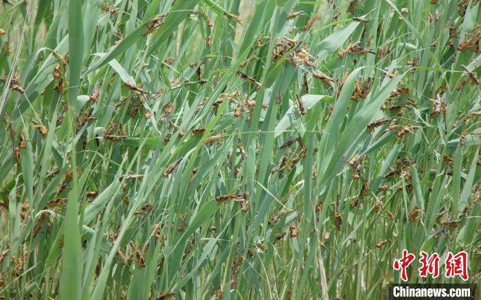 蝗蟲最新危害動(dòng)態(tài)更新