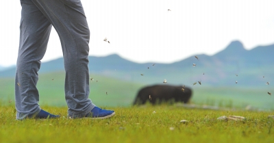 蝗蟲最新危害動(dòng)態(tài)更新