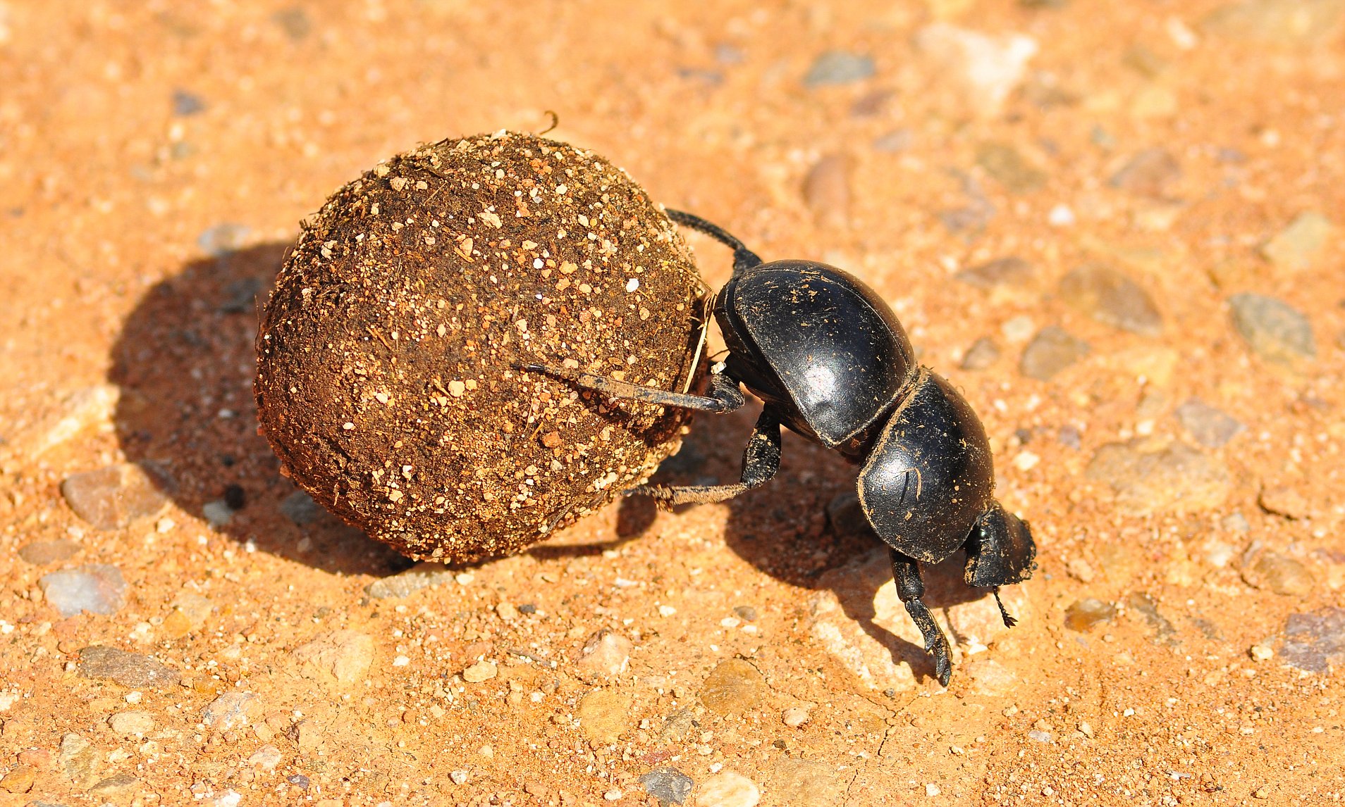 探索自然界新奇跡，最新蟲種揭秘