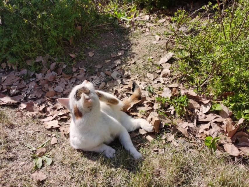 最新蝴蝶貓的溫馨日常記錄