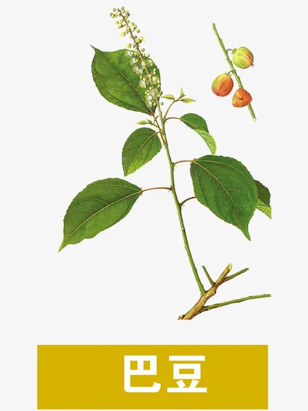 巴豆最新單價及其論述分析