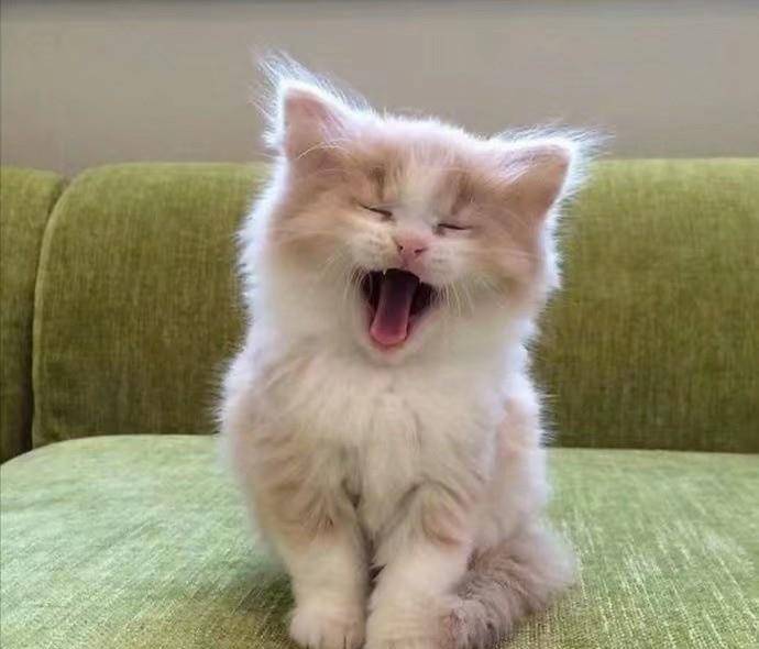 小奶貓最新日常趣事分享