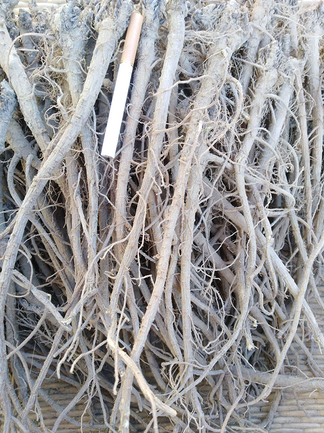 柴胡最新價格動態(tài)與心靈之旅，探尋自然美景與內(nèi)心寧靜的交融