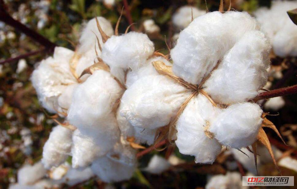 棉花今日最新價格及市場走勢與各方觀點深度分析