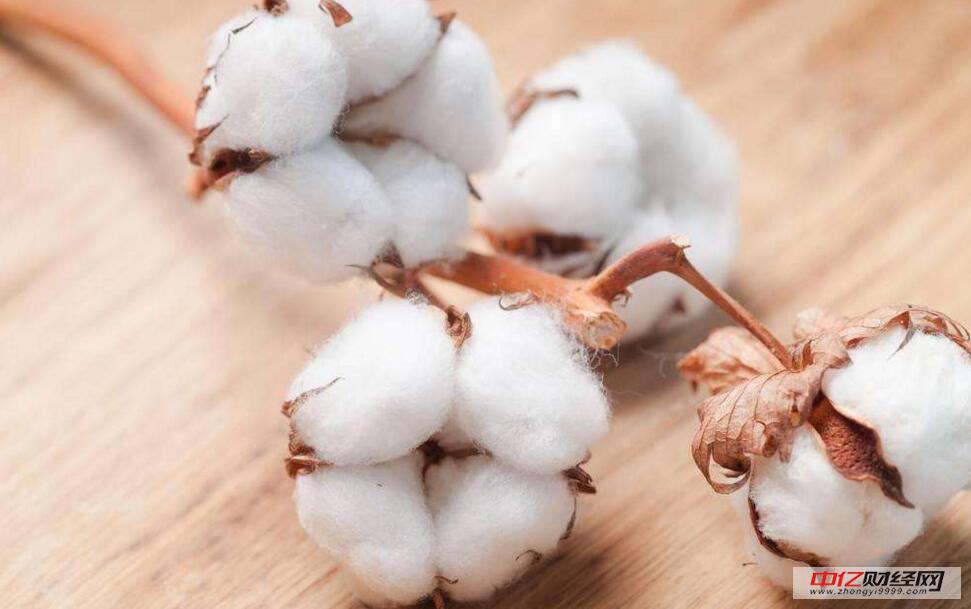 棉花今日最新價格及市場走勢與各方觀點深度分析