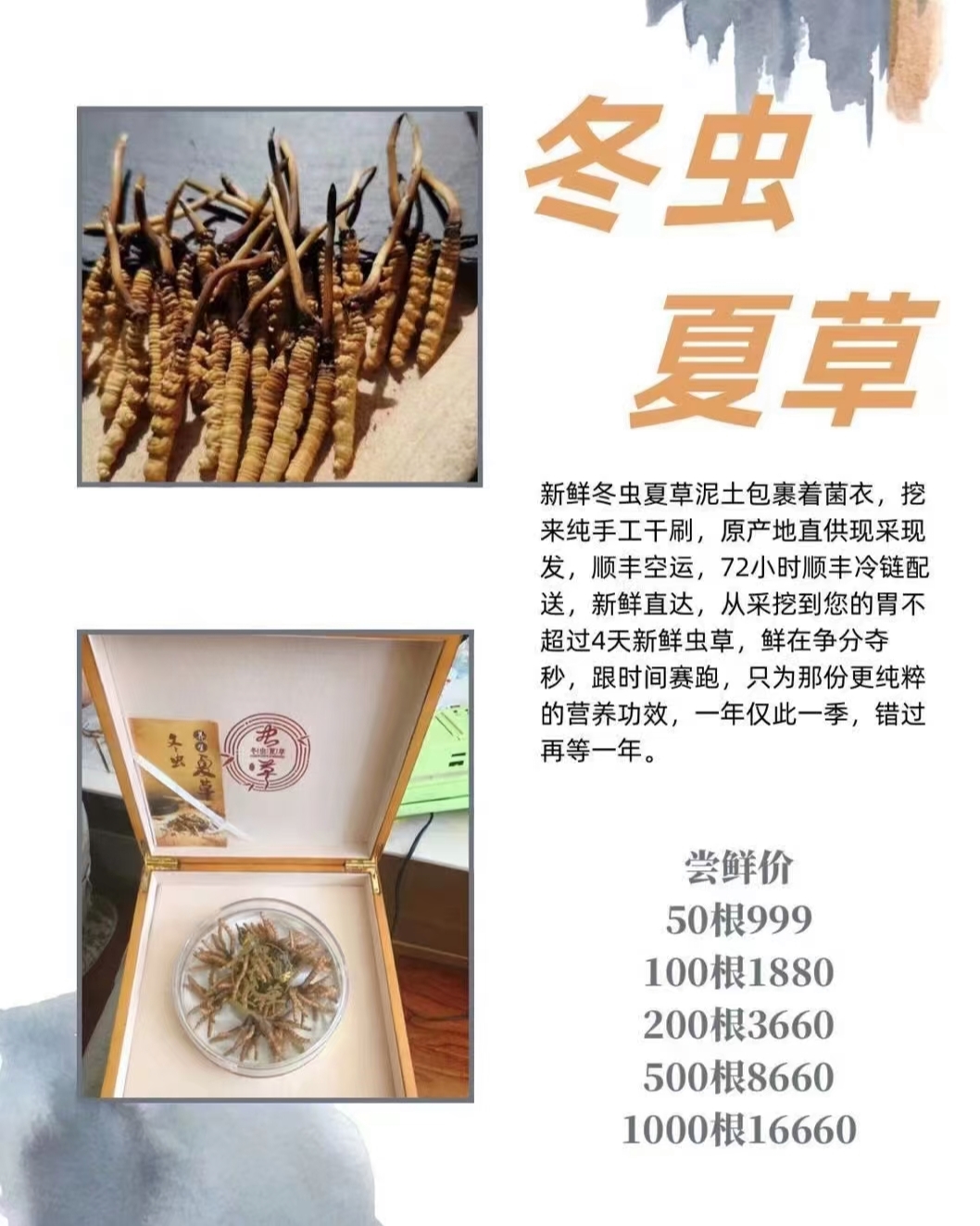 蛹蟲草最新價格表，全面了解蛹蟲草價格走勢