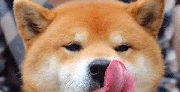 女人愛狗狗舔私處背后的情感之旅，一場尋找內(nèi)心平靜的探險(xiǎn)之旅